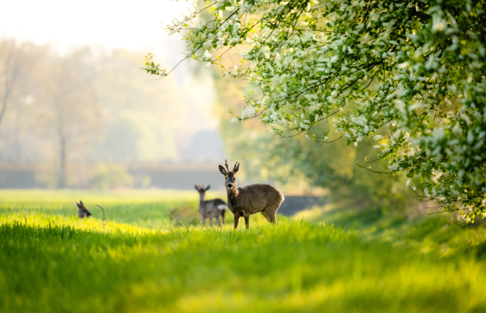 Teutoburger wald